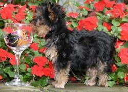 Top Quality Yorkshire Terrier Pups