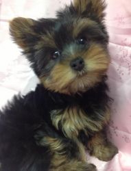 Lovely Home Raised Yorkshire Terrier Puppies
