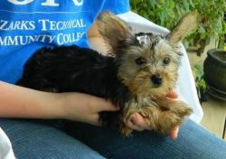 Yorkshire Terrier puppies for a new home