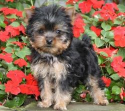 Female and Male yorkie puppies available