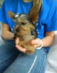 Nice yorkie puppy for rehome