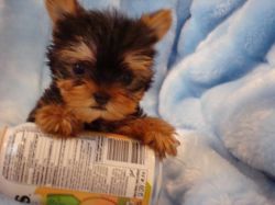 Male and Female Yorkie Puppies Available