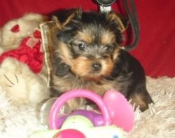 We have two amazing Yorkie puppies