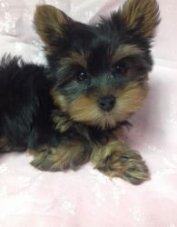 Healthy and very active Yorkie puppies
