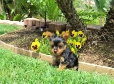 Male and Female Yorkie puppis for Sale