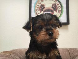 Yorkshire Terrier - Valentino - Male