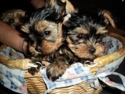 Dfdgd M/f Teacup Yorkshire Puppies For Adoption