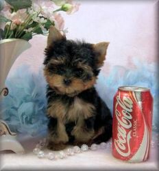 Yorkshire Terrier Micro Tiny Teacup Yorkie Puppies