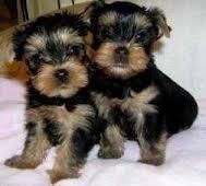Drgyyu Yorkie Puppies Both M/f For Rehoming