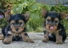 Delighted male and female yorkie puppies