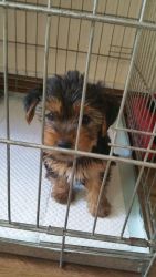 Yorkshire Terriers Puppy's Ready Now