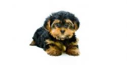 Yorkshire Terrier - Yorkie Puppy