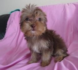 Adorable Akc Yorkshire Terrier Puppies For Sale