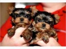 Cute Yorkshire Terrier Puppies xxx xxxxxx1