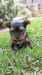 Amazing Yorkie pups for sale