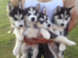 Siberian Husky Puppies...>><<< .(xxx) xxx-xxx7