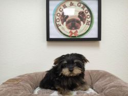 Micro Teacup Yorkshire Terrier - Male