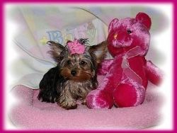 Super Healthy female Yorkie puppy available