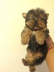 Tiny Yorkshire Terrier Puppies For Adoption