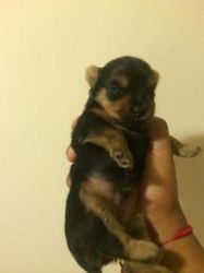 Top Quality Yorkie Puppies For Adoption