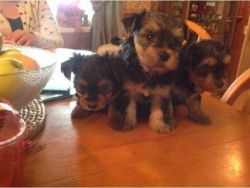 Tiny Yorkie Puppies Ready For New Home