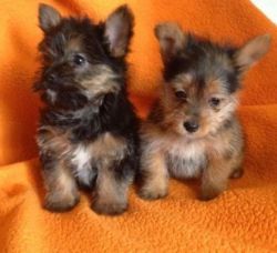 Outstanding Yorkie puppies for you