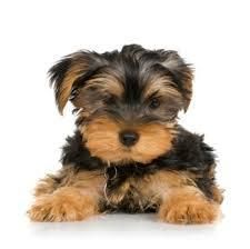Baby face Adorable Yorkie puppies free Adoption
