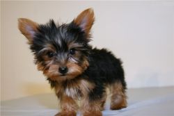 Akc Adorable Teacup Yorkie Puppies For Adoption