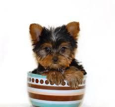 Lovely M/f T-cup Yorkie Puppies Available
