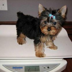 tiny perfect Yorkshire Terrier puppy!!