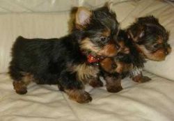 Male and Female Yorkie puppies Availabl