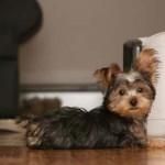 Registered Well Trained Sweet Yorkies For Adoption