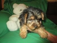 cute yorkshire puppy for sale