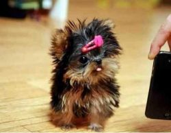 Tiny Teacup yorkshire Terrier