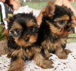 Yorkie Puppies Available !text (xxx)xxx-xxxx