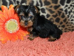 Cute Lovely Tea Cup Yorkie Puppies For Adoption