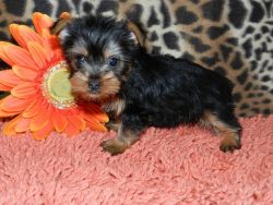 Healthy Yorkshire Terrier Puppies For Adoption