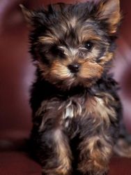 Male And Female T-cup Yorkshire-terrier Puppies