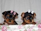 Teacup Yorkshire Terrier Pups for adoption