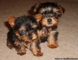 yorkie puppies ready now