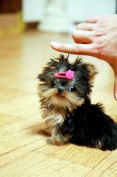 Top Teacup Yorkie Puppies Available