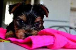 Akc Yorkshire Terrier Purse Puppy - Ready Now!