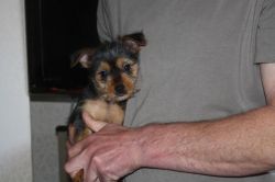 Two Yorkshire Terrier Male Pups For Free Adoption