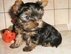 Yorkshire Terrier Puppies ready to go