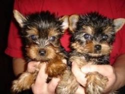 Yorkshire Terrier Boy and girl ready to go