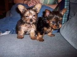 Two Male Yorkshire Terrier Pups