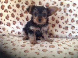 Miniature Yorkshire Terrier Puppy Only