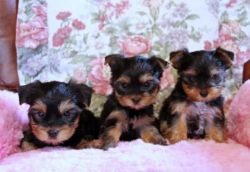 Yorkshire terrier puppies looking for new homes
