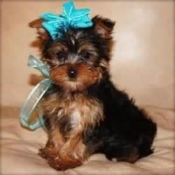 Cute Yorkie Puppies For Adoption