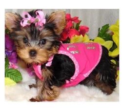 Yorkie puppy for rehormie